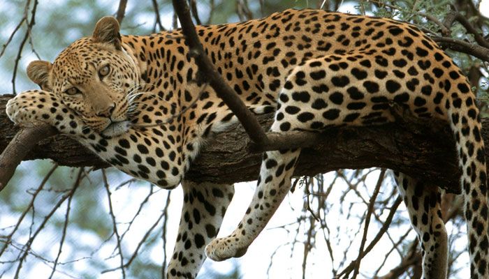 Wildlife Conservation Efforts