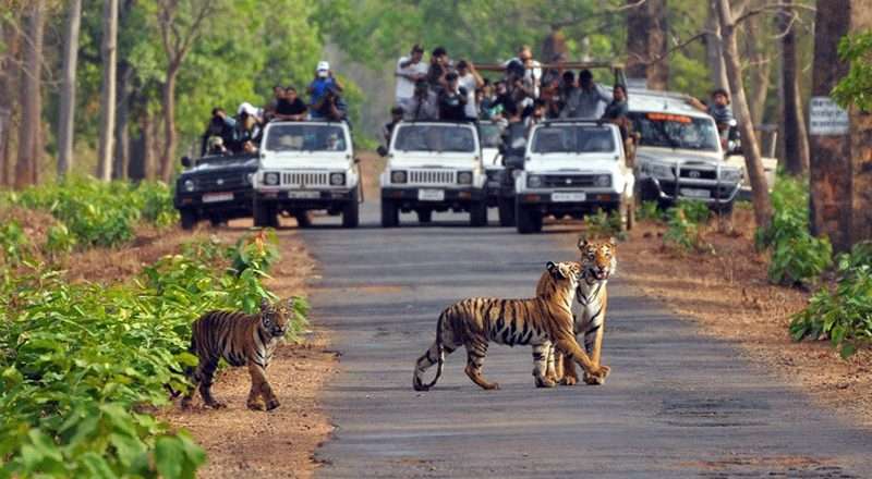 Corbett Safari Tour Package